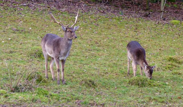 Ein stolzer Hirsch....