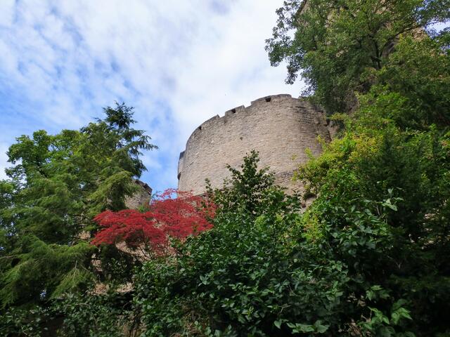 Burg Guttenberg aus einer anderen Perspektive. Der rote Strauch zwischen dem Grün ist ein schöner Blickfang.
