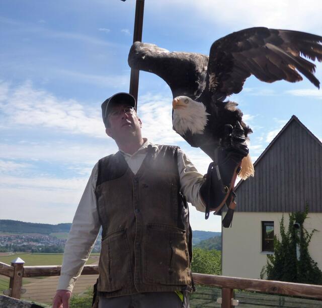 Der Falkner mit einem beeindruckenden Adler.