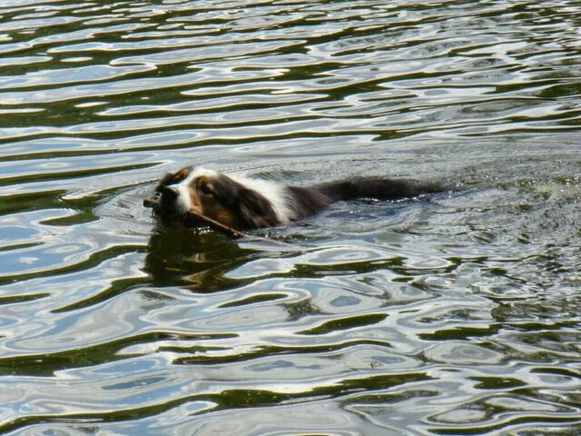 August: In den Kocherfluten ist gut Schwimmen