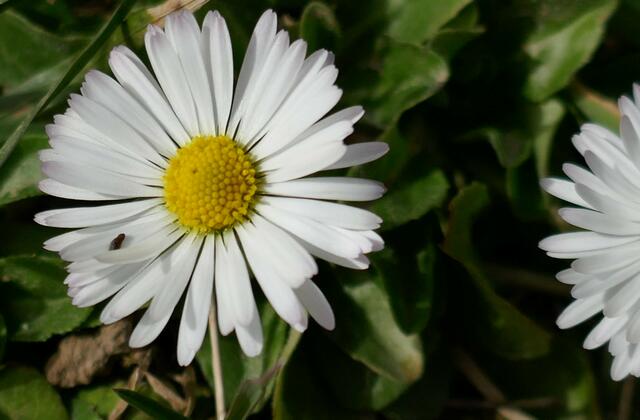 Gänseblümchen