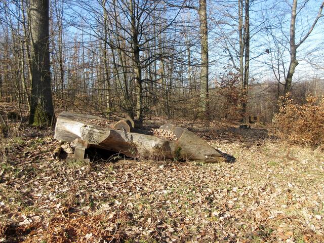 Und oben am Büchelberg ist die Gunda Rosenauer Bank