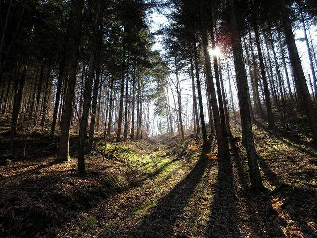 Ein herrlich sonniger Tag, sogar in einem eigentlich dunklen Nadelwald-Abschnitt