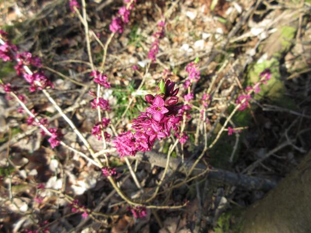 Und einen weiteren Seidelbast haben wir auch gefunden, ganz zufällig. Aber jetzt ist halt die Jahreszeit, wo sie blühen und man sie leicht um braungrau des kahlen Waldes entdecken kann.