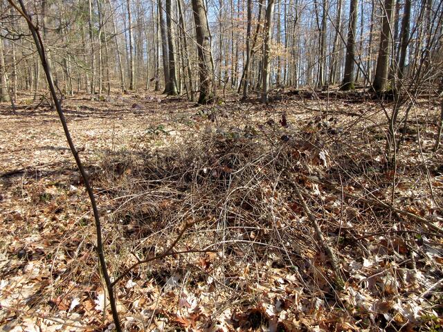 und am Ende dann Brombeeren. Schade, denn auf der Karte ist er eingezeichnet.