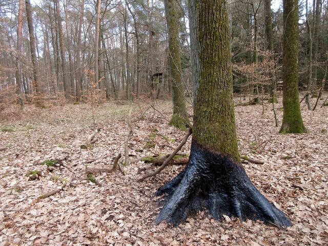 Etwas verwundert schauten die Wanderinnen drein, als sie diesen Baum entdeckten. Doch das klärte sich schnell auf: https://auf-jagd.de/jagdausruestung/lockjagd/buchenholzteer/