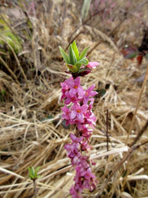 Nun waren wir eine Woche nicht mehr beim Seidelbast und da hat sich viel getan. Zum Glück sind auch drum herum einige gekommen und sogar auf der anderen Wegseite ein kleiner. Man sieht es am oberen Bildrand leicht rosa.