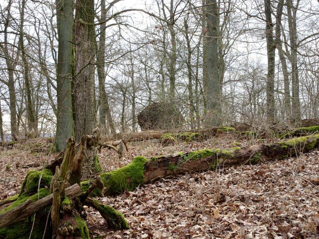 Gleich ist das Eichenknäuel erreicht