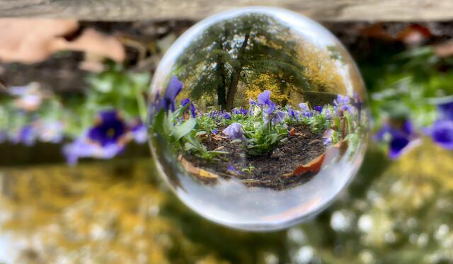 Das ist das Beet im Rosengarten vom Pfühlpark. Dann am Computer wieder "gedreht", sodass die Glotzerle richtig herum zu sehen sind.