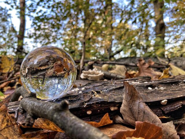 Im Wald - Kugel ein bisschen weiter weg und seitlich drapiert.