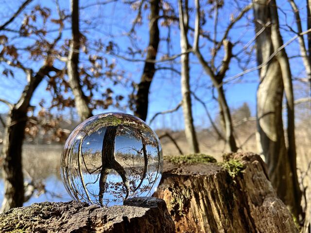 Bleichsee Löwenstein - zwischen zwei Baumstämmen