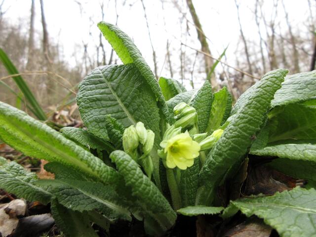 Auch die erste Schlüsselblume des Jahres wurde am 14. März in Lauffen entdeckt.