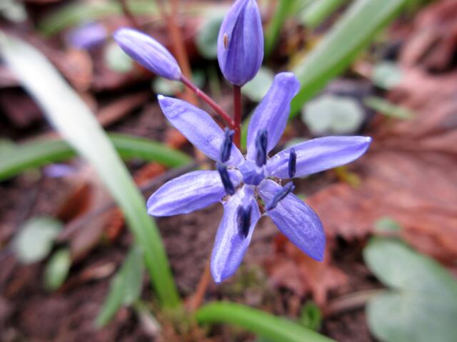 Die ersten Blausternchen blühen.