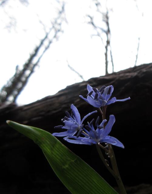 Die zarten Blüten leiden etwas unter dem Regen