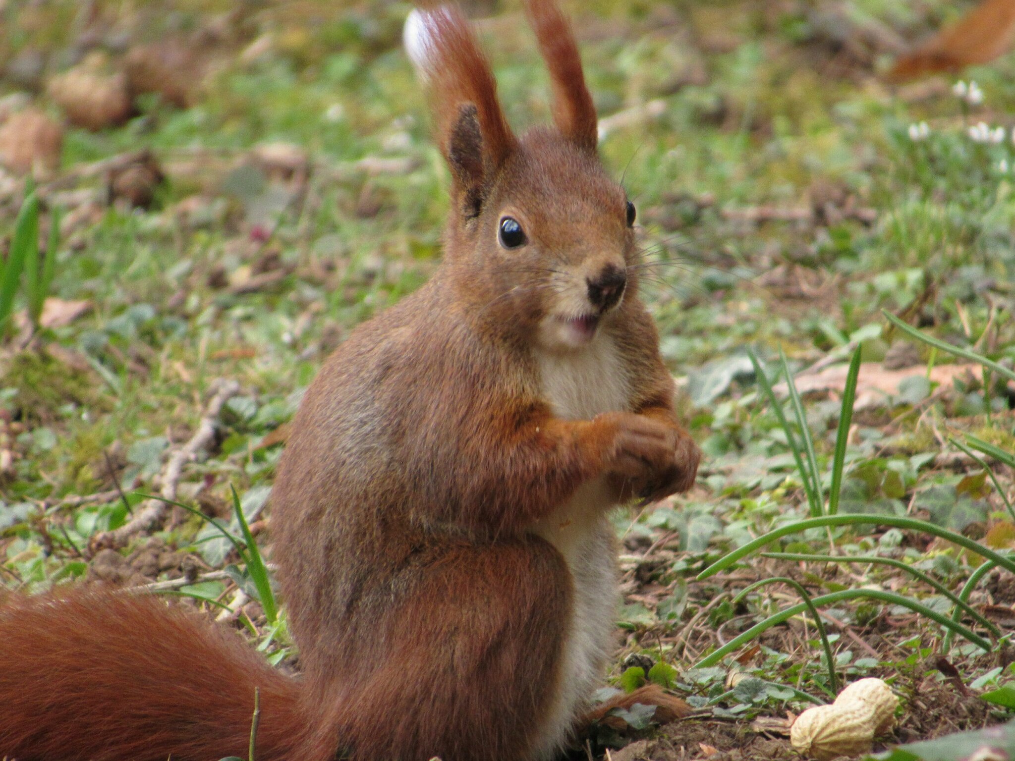 Eichhörnchen einfach süsse Tierchen Leingarten