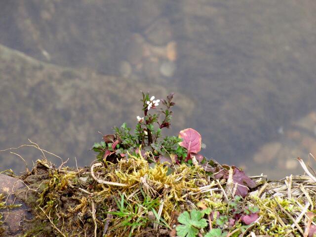 Schaumkraut streckt sich vorwitzig über den Uferrand hinaus, darunter das Wasser im Neckar ganz klar