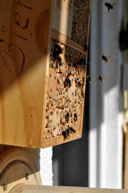Es geht wild zu am Bienenhotel | Foto: Daniela Somers