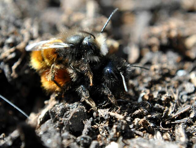 Die lassen sich auch nicht aus der Ruhe bringen. | Foto: Daniela Somers