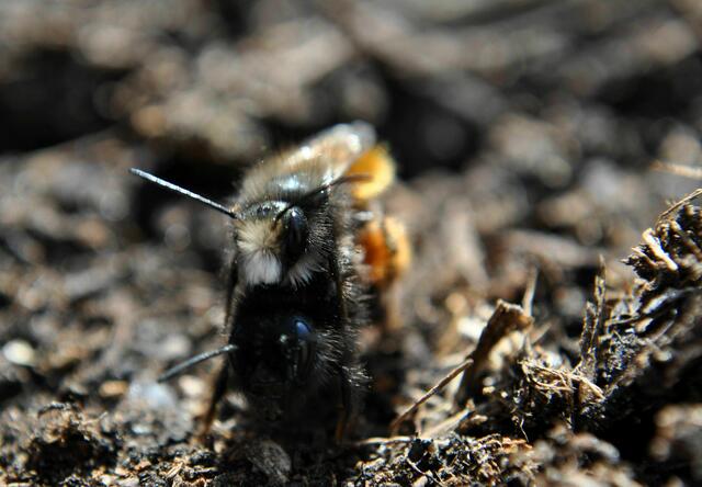 Bienenhochzeit | Foto: Daniela Somers