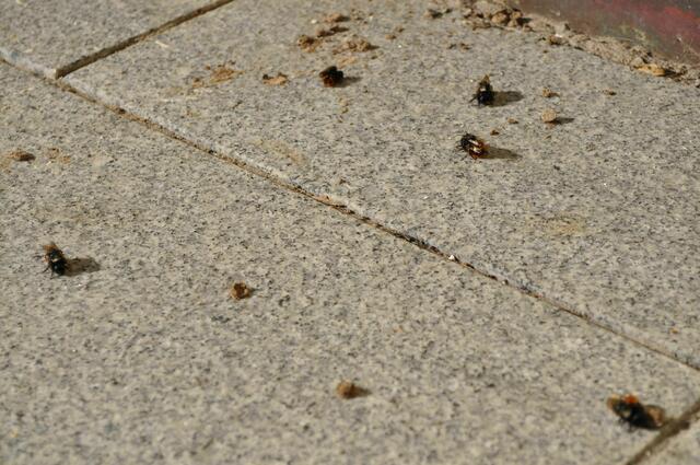 Hier ist was los. | Foto: Daniela Somers