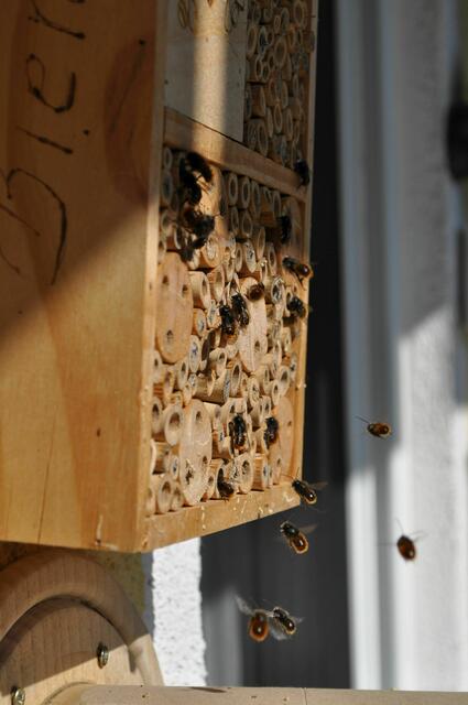 Und das ist nur eines davon. An den 2 Anderen geht es genauso zu. | Foto: Daniela Somers