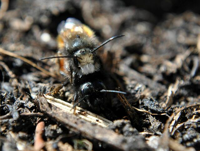 Bienenpaarung | Foto: Daniela Somers