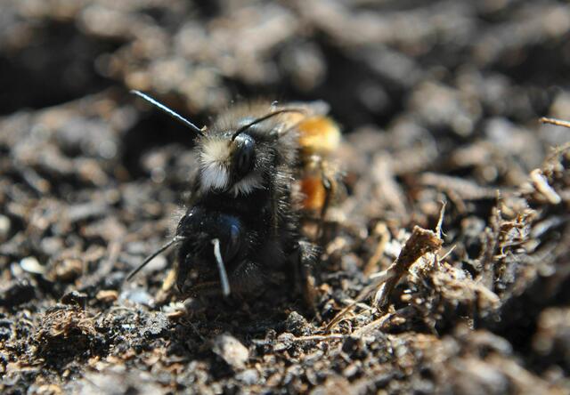 Das Weibchen ist ein wenig dunkler und hat keine weißen Haare am Kopf | Foto: Daniela Somers