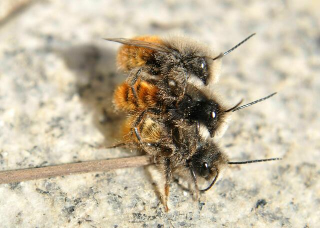 Und 3 auf einmal ist auch keine Seltenheit | Foto: Daniela Somers