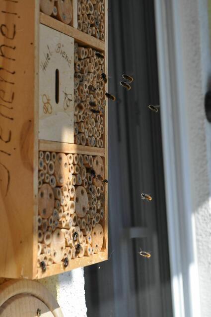 Anflug, Abflug, Weibchen suchen, paaren. Voll beschäftigt die kleinen Tierchen | Foto: Daniela Somers