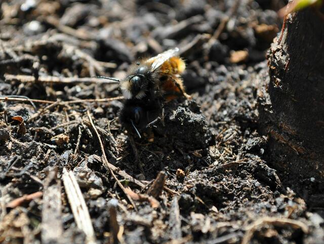 Bienenpaarung | Foto: Daniela Somers