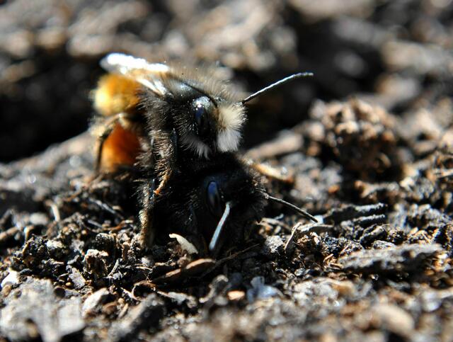 Na wenn das kein schönes Gelege gibt. | Foto: Daniela Somers