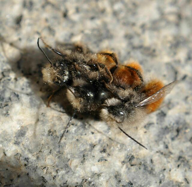 Natürlich verliert man da mal sein Gleichgewicht | Foto: Daniela Somers