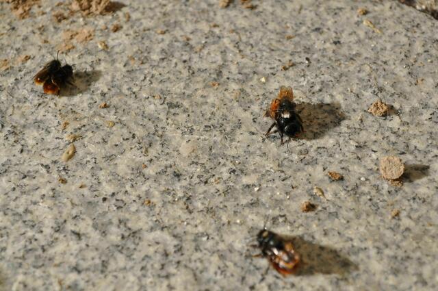 Unter dem Hotel am Boden wird gepaart. Denn fliegen oder festhalten, geht ja nicht mit Männchen auf dem Rücken | Foto: Daniela Somers