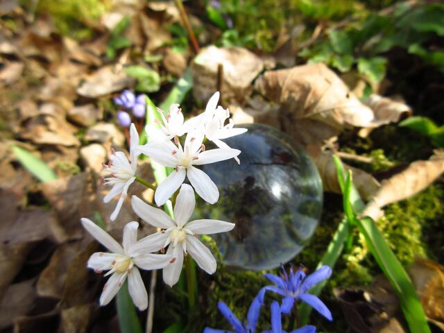 Weiße Sternchen - Scilla