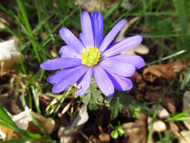 Balkan Windröschen im Kaywald