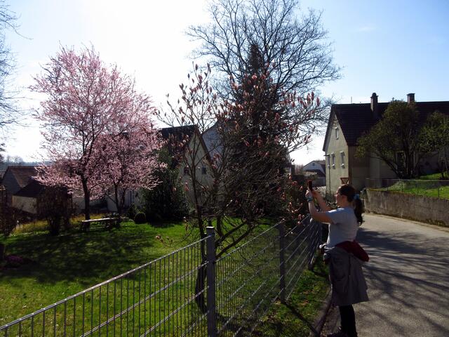 Magnolien in Donnbronn, ein Foto wert