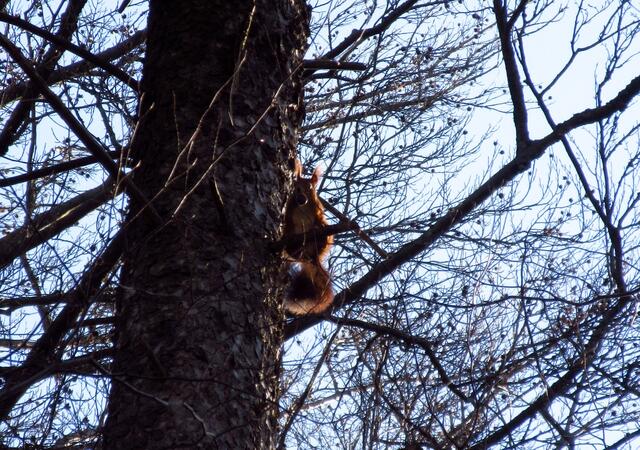 Auch im Wald um den Dornberg sind die Eichhörnchen fleißig