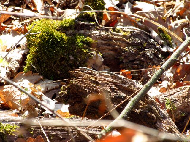 Wimmelbild, wer findet die Eidechse?