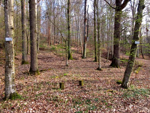 Am 31. März im Fleiner Wald, zwischen dem Gewann Allmendhölzle und dem Steinbruchwald stand früher mal eine Bank