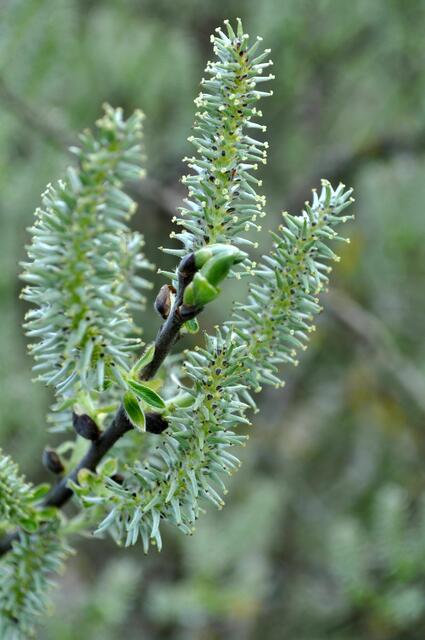 Salix phylicifolia. Teeblättrige Weide. Die Blütenstände sind echt schön | Foto: Daniela Somers