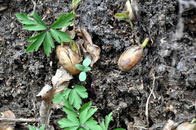 Am großen Wurzelballen eines umgefallen Baumes, wächst Leben | Foto: Daniela Somers