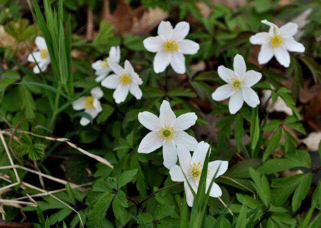 Buschwindröschen | Foto: Daniela Somers