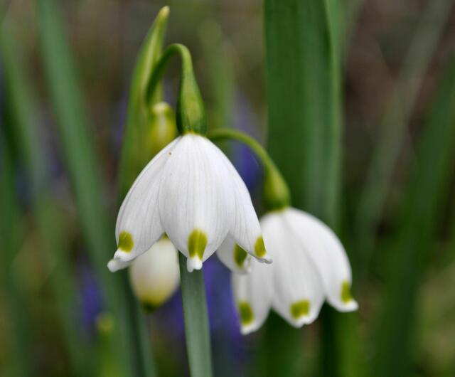 Märzenbecher | Foto: Daniela Somers