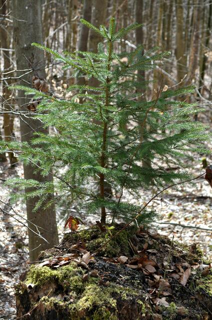 selbst auf alten Baumstümpfen entsteht Leben | Foto: Daniela Somers