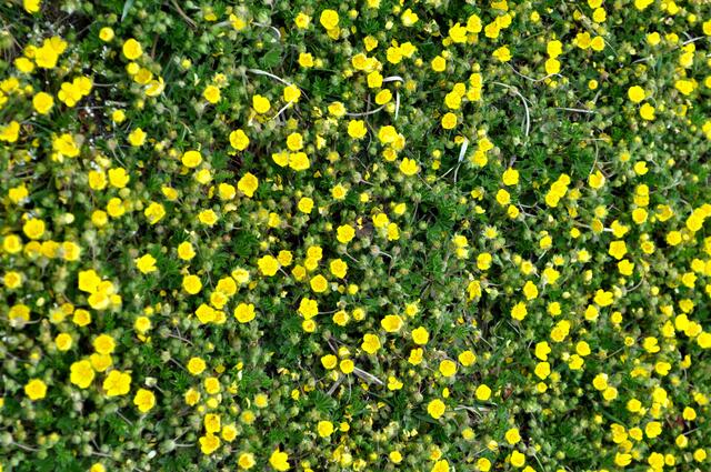 Potentilla aurea. Goldfingerkraut. Zwischen den Reben. | Foto: Daniela Somers