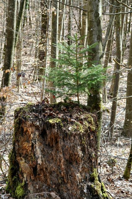 Das Bäumchen wollte gleich mal hoch hinaus. | Foto: Daniela Somers