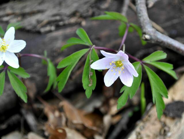 Buschwindröschen | Foto: Daniela Somers