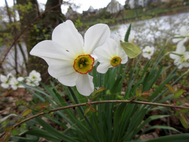 Wildform der Narzissen auf der Inselspitze