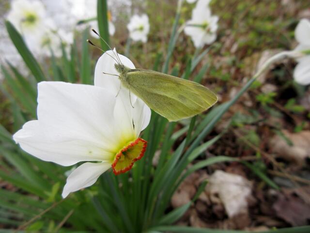 Zitronenfalter, der konnte nicht wegfliegen, dafür war es viel zu kalt.
