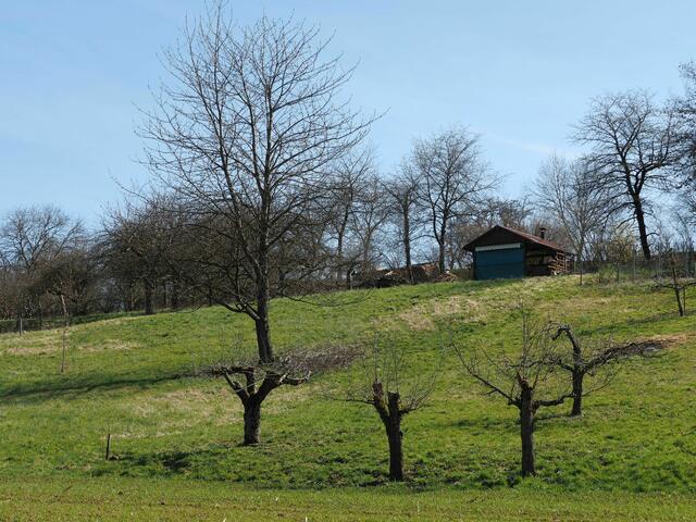 Streuobstwiese